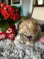 Thea, a female Maltipoo for sale in Crossville, TN – Photo 2 of 6