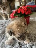 Thea, a female Maltipoo for sale in Crossville, TN – Photo 4 of 6