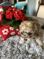 Thea, a female Maltipoo for sale in Crossville, TN – Photo 5 of 6