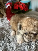 Thea, a female Maltipoo for sale in Crossville, TN – Photo 3 of 6