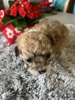 Thea, a female Maltipoo for sale in Crossville, TN – Photo 1 of 6