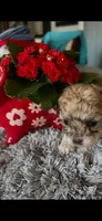Thea, a female Maltipoo for sale in Crossville, TN – Photo 6 of 6