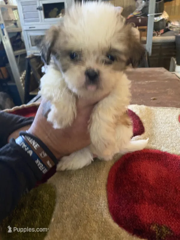 Scrappy – Shih Tzu puppy for sale in Crossville, TN