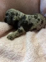 Snickers, a female Cocker Spaniel for sale in Crossville, TN – 6 of 6