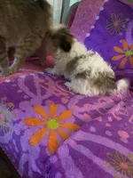 Rufus, a male Shih Tzu for sale in Crossville, TN – 6 of 7