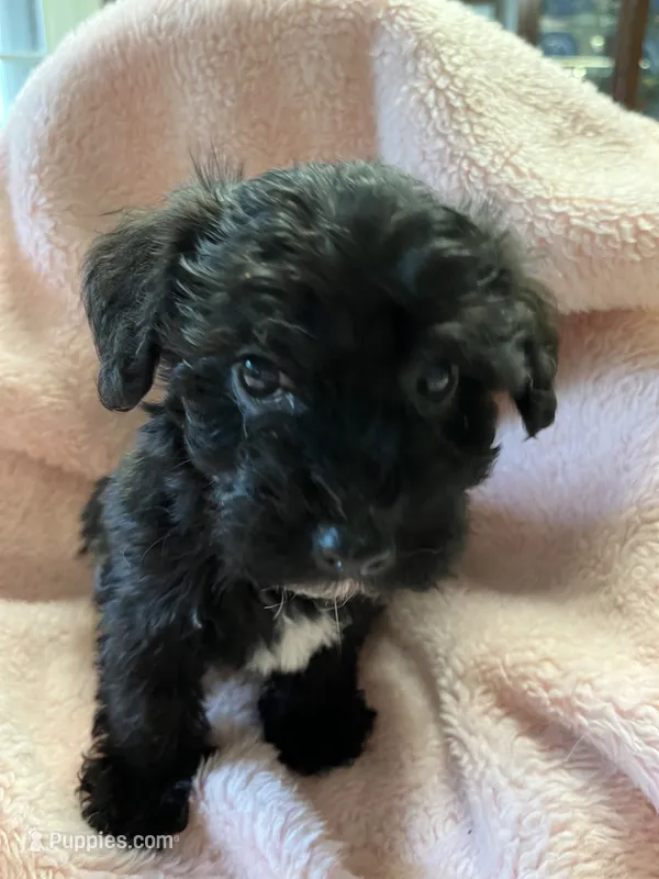 Boo – Maltipoo puppy for sale in Crossville, TN