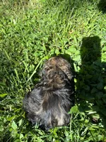 Coco, a male Cocker Spaniel for sale in Crossville, TN – 4 of 4