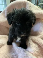 Shadow, a female Maltipoo for sale in Crossville, TN – 4 of 10