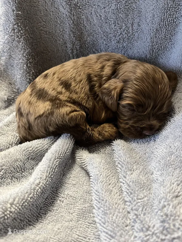 Chip – Cocker Spaniel puppy for sale in Crossville, TN