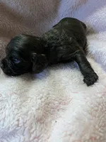 Truffle, a female Cocker Spaniel for sale in Crossville, TN – 5 of 5