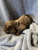 Chip, a male Cocker Spaniel for sale in Crossville, TN – 5 of 6