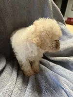 Speck, a male Maltipoo for sale in Crossville, TN – 3 of 7