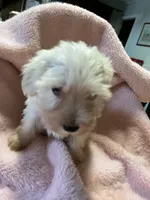 Pumpkin, a female Maltipoo for sale in Crossville, TN – 5 of 8