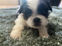Mia, a female Shih Tzu for sale in Crossville, TN – 3 of 6