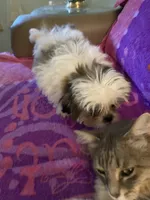 Buddy, a male Shih Tzu for sale in Crossville, TN – 7 of 9