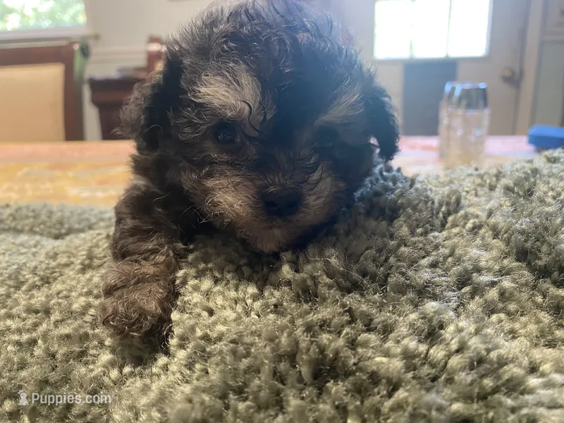 Puff – Poodle - Toy  puppy for sale in Crossville, TN