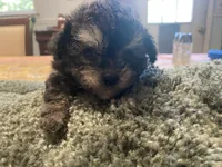 Puff, a female Poodle - Toy  for sale in Crossville, TN – 1 of 6