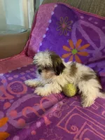 Buddy, a male Shih Tzu for sale in Crossville, TN – 2 of 9