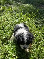 Oreo, a male Cocker Spaniel for sale in Crossville, TN – 3 of 5