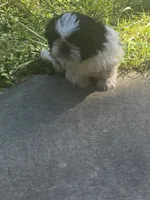 Bella, a female Shih Tzu for sale in Crossville, TN – 8 of 8