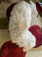 Luna, a female Yorkipoo for sale in Crossville, TN – 3 of 3