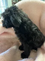 Spook, a female Maltipoo for sale in Crossville, TN – 5 of 6