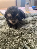 Puff, a female Poodle - Toy  for sale in Crossville, TN – 5 of 6