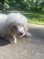 Fluff, a male Poodle - Toy  for sale in Crossville, TN – 7 of 10
