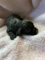 Bonbon, a female Cocker Spaniel for sale in Crossville, TN – 3 of 9
