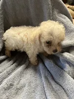 Speck, a male Maltipoo for sale in Crossville, TN – 6 of 7