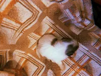 Sammy, a male Shih Tzu for sale in Crossville, TN – Photo 3 of 4