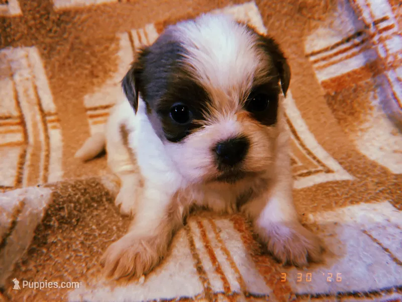Sammy – Shih Tzu puppy for sale in Crossville, TN