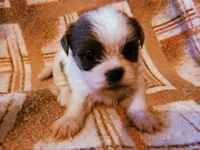 Sammy, a male Shih Tzu for sale in Crossville, TN – Photo 1 of 4
