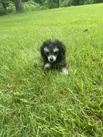 Puff, a female Poodle - Toy  for sale in Crossville, TN – 5 of 8