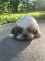Bentley, a male Shih Tzu for sale in Crossville, TN – 7 of 10