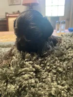Coco, a male Cocker Spaniel for sale in Crossville, TN – 2 of 5