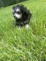 Puff, a female Poodle - Toy  for sale in Crossville, TN – 6 of 8