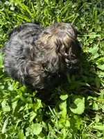 Coco, a male Cocker Spaniel for sale in Crossville, TN – 2 of 4
