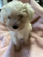 Pumpkin, a female Maltipoo for sale in Crossville, TN – 3 of 8