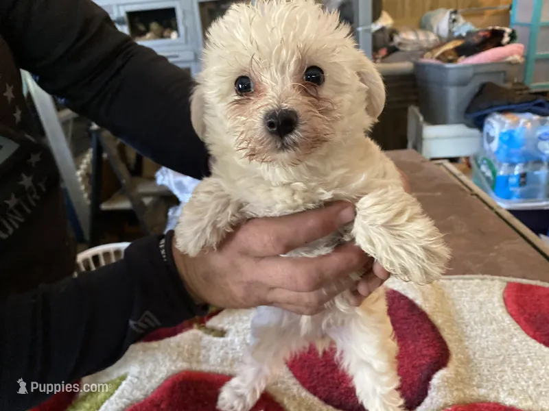 Lucy – Yorkipoo puppy for sale in Crossville, TN