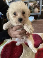 Lucy, a female Yorkipoo for sale in Crossville, TN – Photo 3 of 3