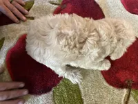 Lucy, a female Yorkipoo for sale in Crossville, TN – Photo 2 of 3