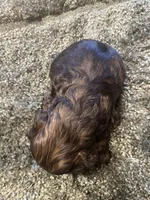 Coco, a male Cocker Spaniel for sale in Crossville, TN – 5 of 5