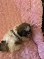 Rita, a female Shih Tzu for sale in Crossville, TN – Photo 5 of 9