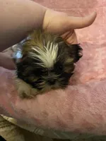 Rita, a female Shih Tzu for sale in Crossville, TN – Photo 1 of 9