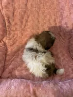 Rita, a female Shih Tzu for sale in Crossville, TN – Photo 9 of 9