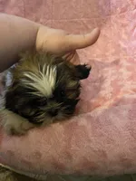 Rita, a female Shih Tzu for sale in Crossville, TN – Photo 3 of 9