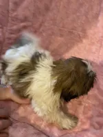 Rita, a female Shih Tzu for sale in Crossville, TN – Photo 2 of 9