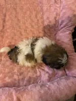 Rita, a female Shih Tzu for sale in Crossville, TN – Photo 7 of 9