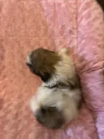 Rita, a female Shih Tzu for sale in Crossville, TN – Photo 4 of 9